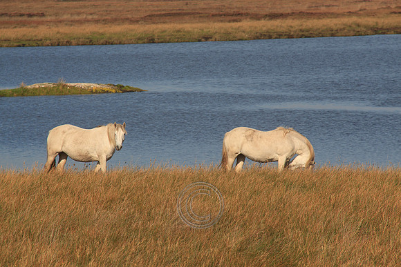 LEITIRMUCÚ PONIES 2015-0064
